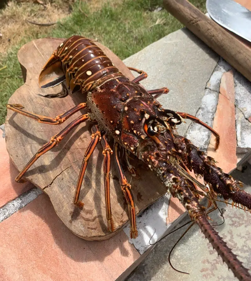 lobster